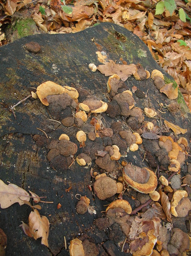 trámovka anízová Gloeophyllum odoratum (Wulfen) Imazeki