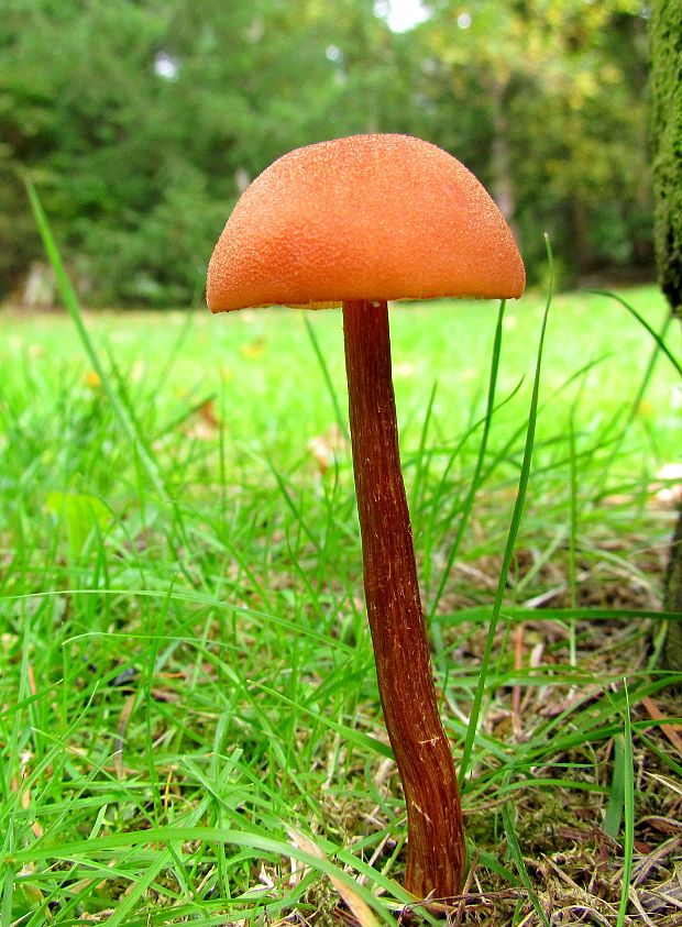 lakovka obyčajná Laccaria laccata (Scop.) Cooke