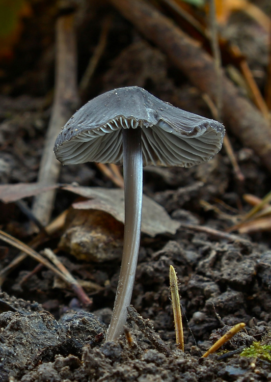 prilbička ryhovaná Mycena polygramma (Bull.) Gray