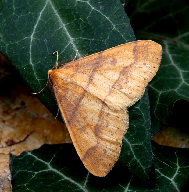 piadivka pomarančová Agriopis aurantiaria