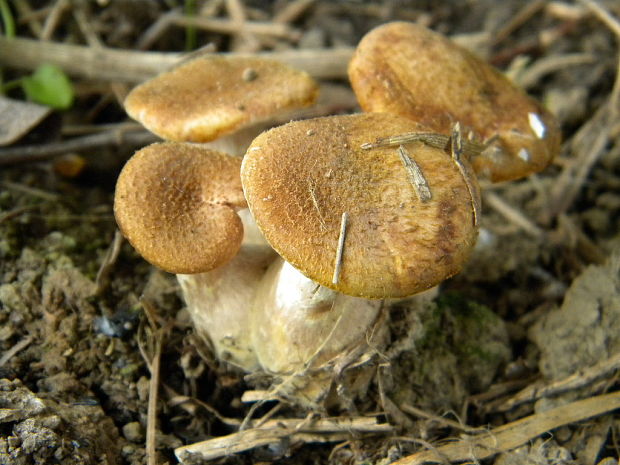 podpňovka obyčajná Armillaria mellea (Vahl) P. Kumm.