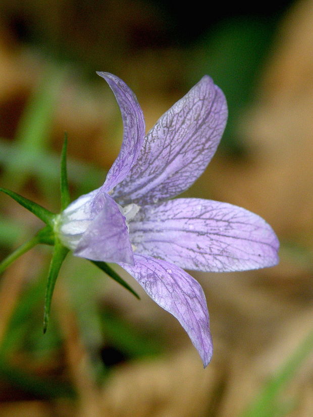 zvonček Campanula sp.