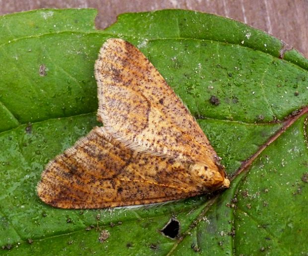 piadivka zimná Erannis defoliaria