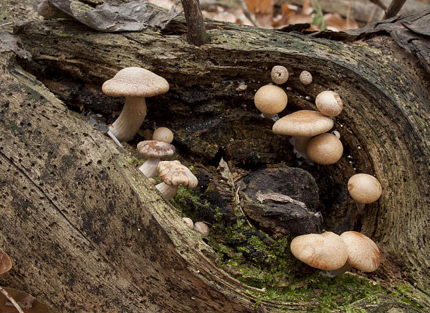 strapcovka? Hypholoma sp.