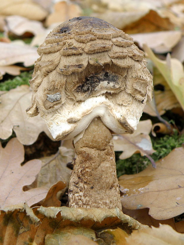 bedľa vysoká  Macrolepiota procera var. pseudo-olivascens  Bellù & Lanzoni