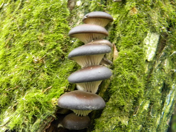 hliva ustricovitá modrastá Pleurotus columbinus Quél.