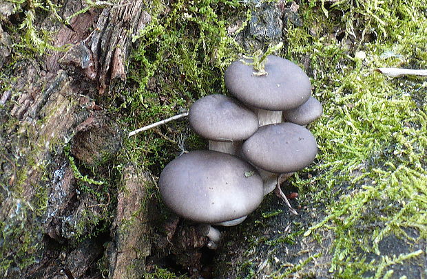 hliva ustricovitá Pleurotus ostreatus (Jacq.) P. Kumm.