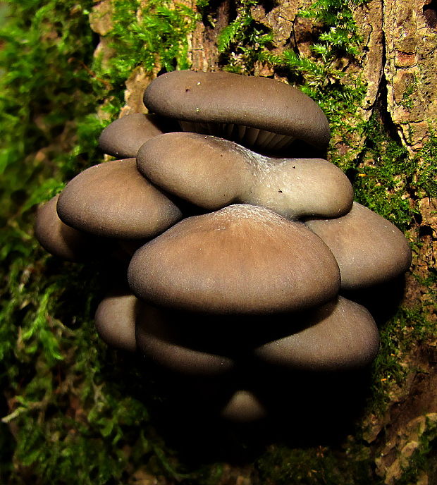 hliva ustricovitá Pleurotus ostreatus (Jacq.) P. Kumm.