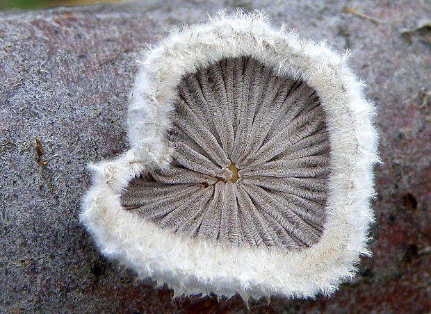 klanolupeňovka obyčajná Schizophyllum commune Fr.