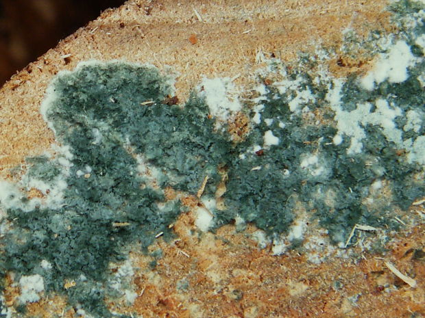 trichoderma Trichoderma sp.