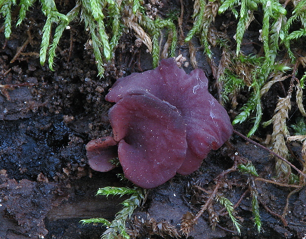 vrtidlovka Ascocoryne sp.