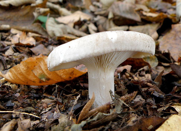 strmuľka inovaťová Clitocybe nebularis (Batsch) P. Kumm.