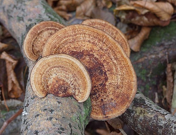 sieťkovček červenkastý Daedaleopsis confragosa (Bolton) J. Schröt.