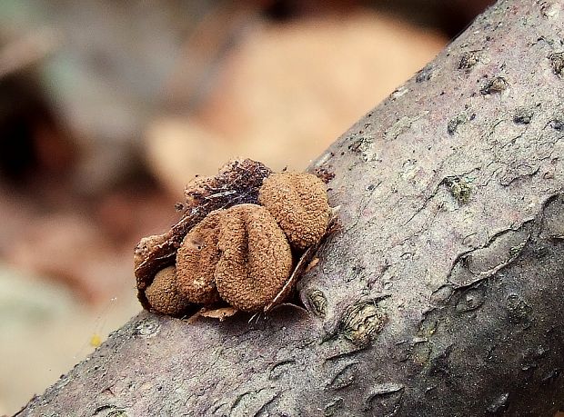 dutinovka otrubnatá Encoelia furfuracea (Roth) P. Karst.