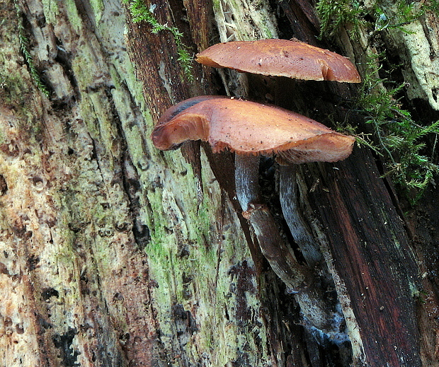 kapucňovka okrovohnedastá Galerina marginata (Batsch) Kühner