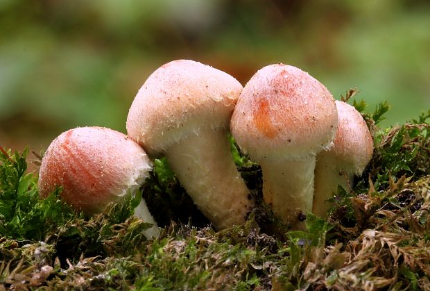 strapcovka tehlovočervená Hypholoma lateritium (Schaeff.) P. Kumm.