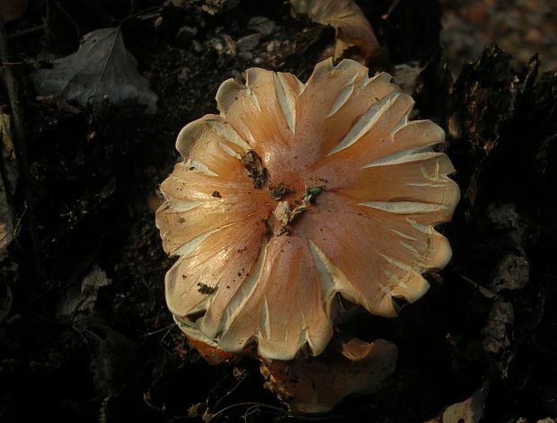 strapcovka tehlovočervená Hypholoma lateritium (Schaeff.) P. Kumm.