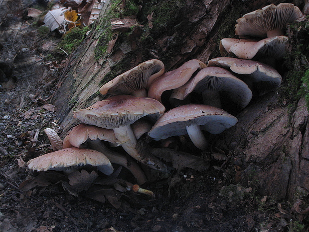 strapcovka Hypholoma sp.