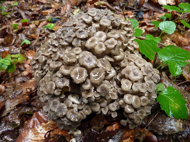 trúdnik klobúčkatý Polyporus umbellatus (Pers.) Fr.