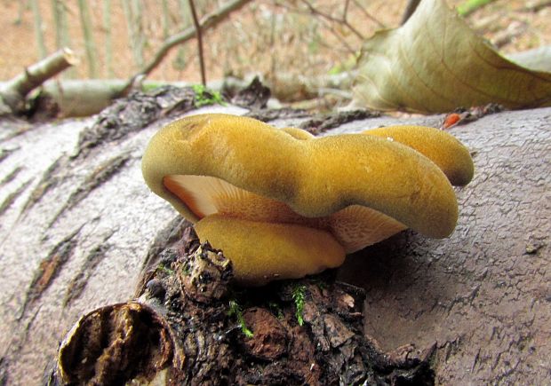 pňovka neskorá Sarcomyxa serotina (Pers.) P. Karst.