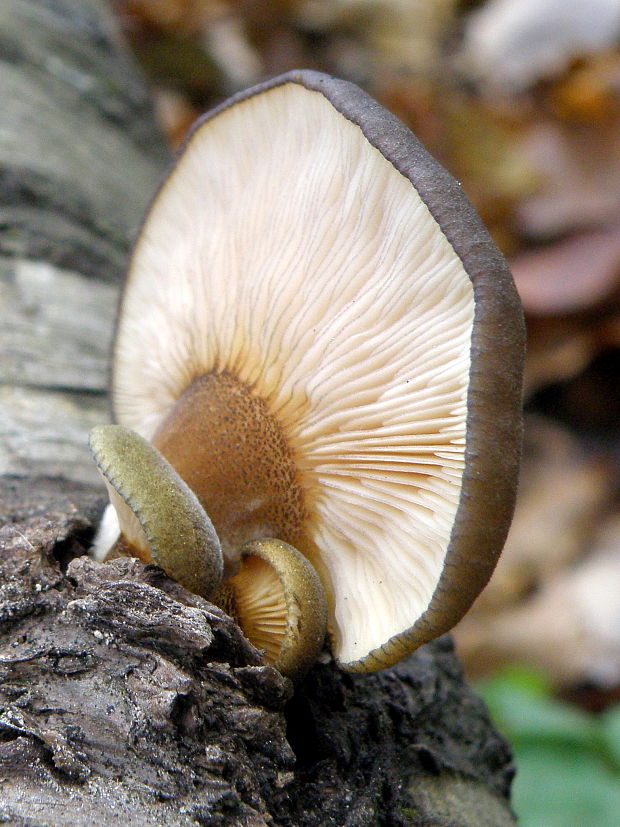 pňovka neskorá Sarcomyxa serotina (Pers.) P. Karst.