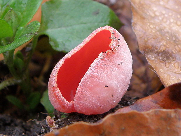 ohnivec Sarcoscypha sp.