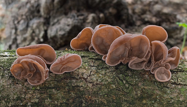 uchovec bazový Auricularia auricula-judae (Bull.) Quél.