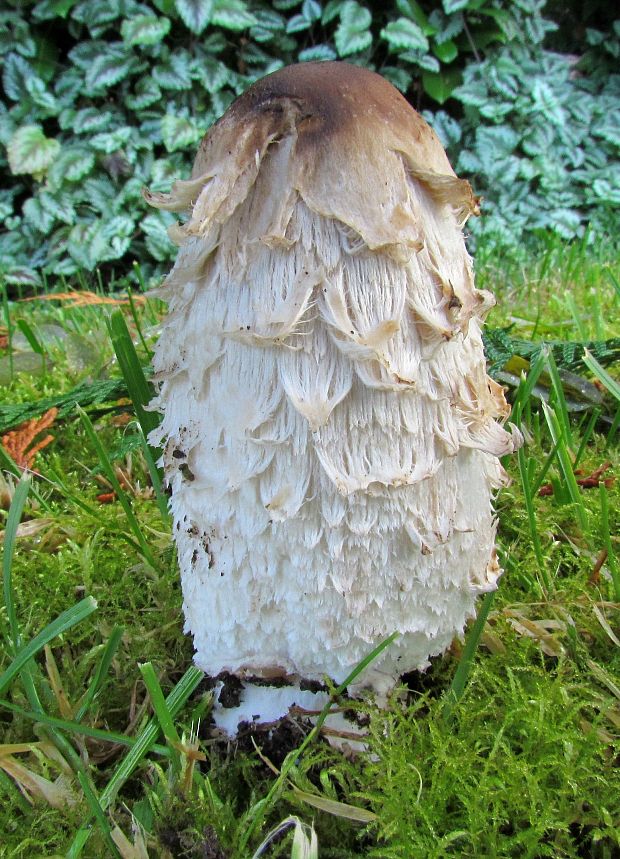 hnojník obyčajný Coprinus comatus (O.F. Müll.) Pers.