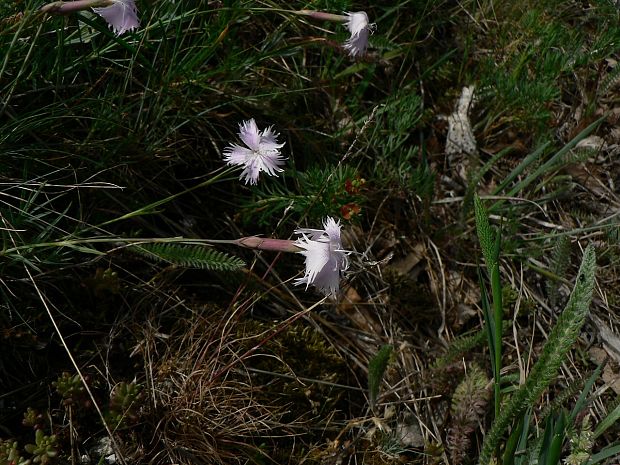 klinček včasný lumnitzerov - hvozdík lumnitzerův Dianthus praecox subsp. lumnitzeri (Wiesb.) Kmeťová
