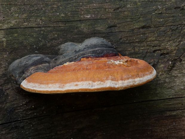 práchnovček? Fomitopsis sp.?