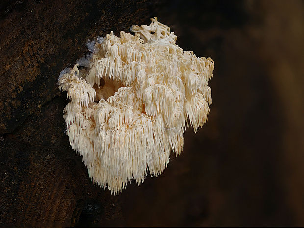 koralovec jedľový Hericium alpestre Pers.