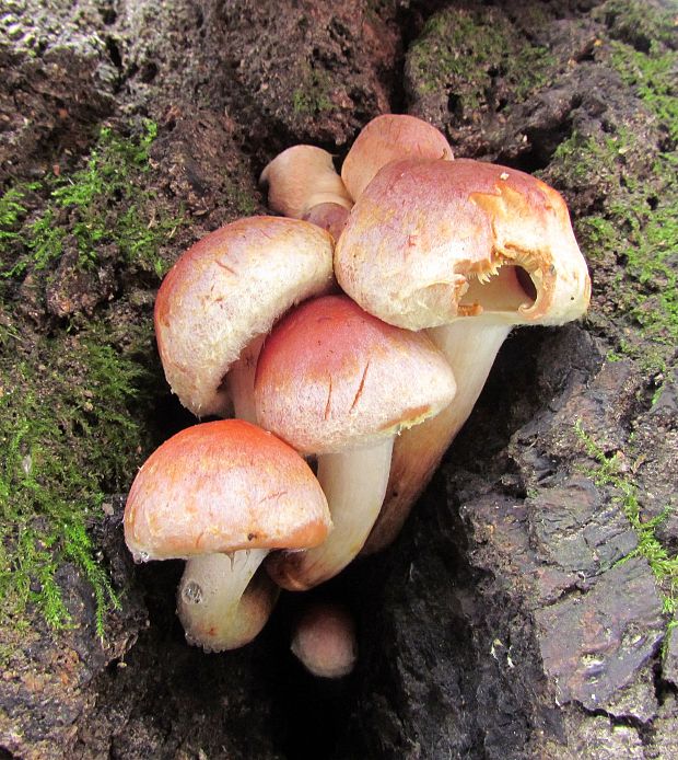 strapcovka tehlovočervená Hypholoma lateritium (Schaeff.) P. Kumm.