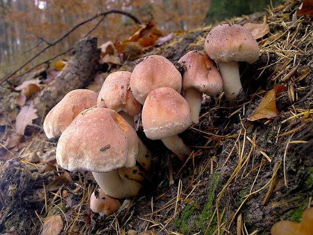 strapcovka tehlovočervená Hypholoma lateritium (Schaeff.) P. Kumm.