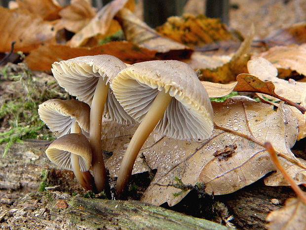 prilbička naklonená Mycena inclinata (Fr.) Quél.