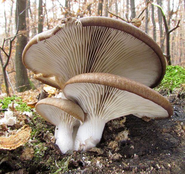 hliva ustricovitá Pleurotus ostreatus (Jacq.) P. Kumm.