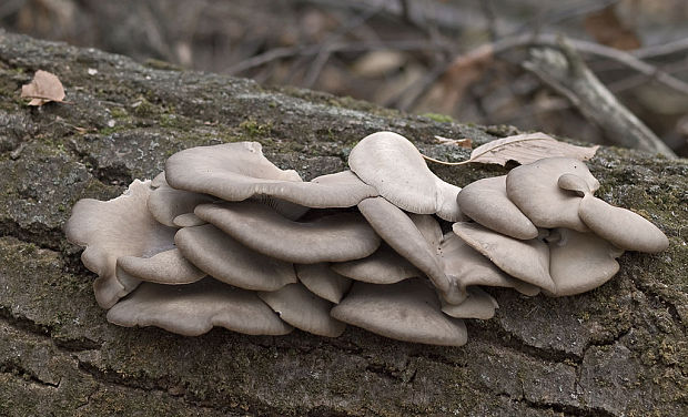 hliva ustricovitá Pleurotus ostreatus (Jacq.) P. Kumm.