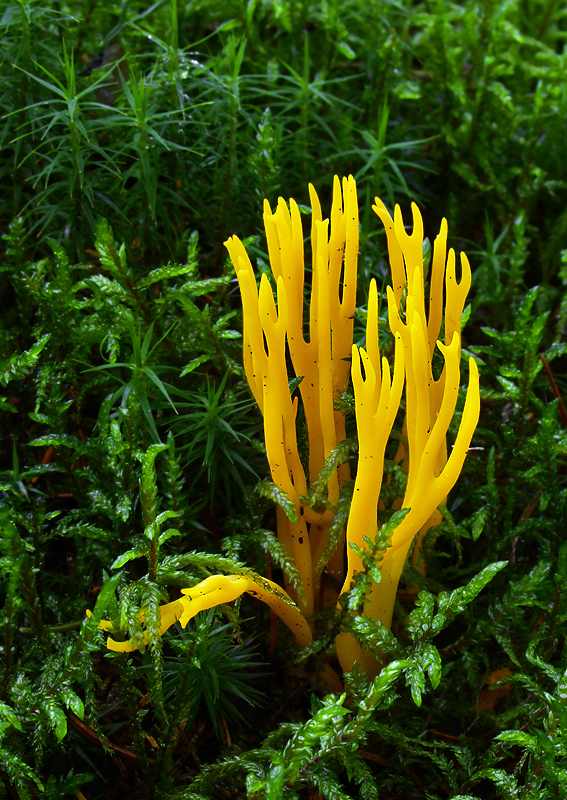 parôžkovec lepkavý Calocera viscosa (Pers.) Fr.