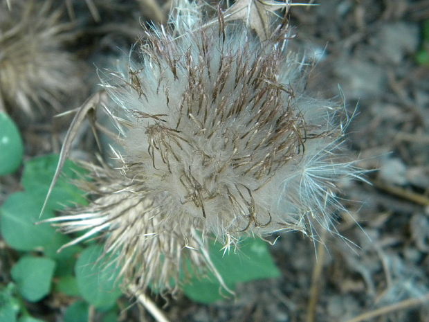 pichliač obyčajný Cirsium vulgare (Savi) Ten.