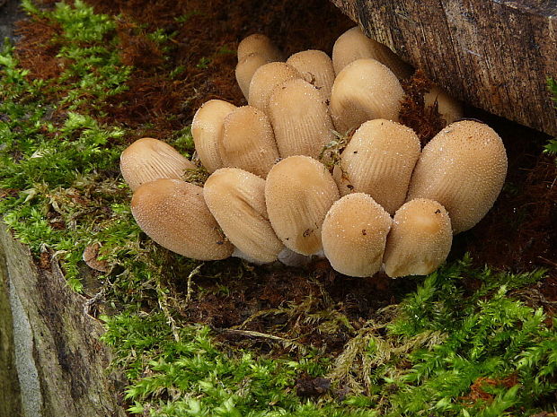 hnojník ligotavý Coprinellus micaceus (Bull.) Vilgalys, Hopple & Jacq. Johnson