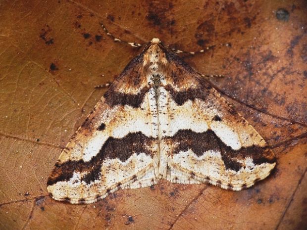 piadivka zimná Erannis defoliaria