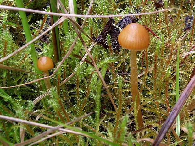 kapucňovka machová Galerina hypnorum (Schrank) Kühner