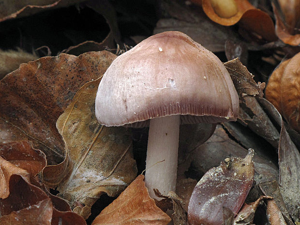 prilbička ružovkastá Mycena rosea Gramberg