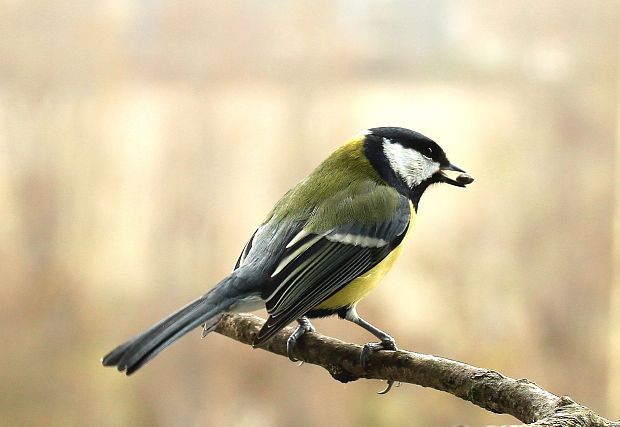 sýkorka bielolíca Parus major L.