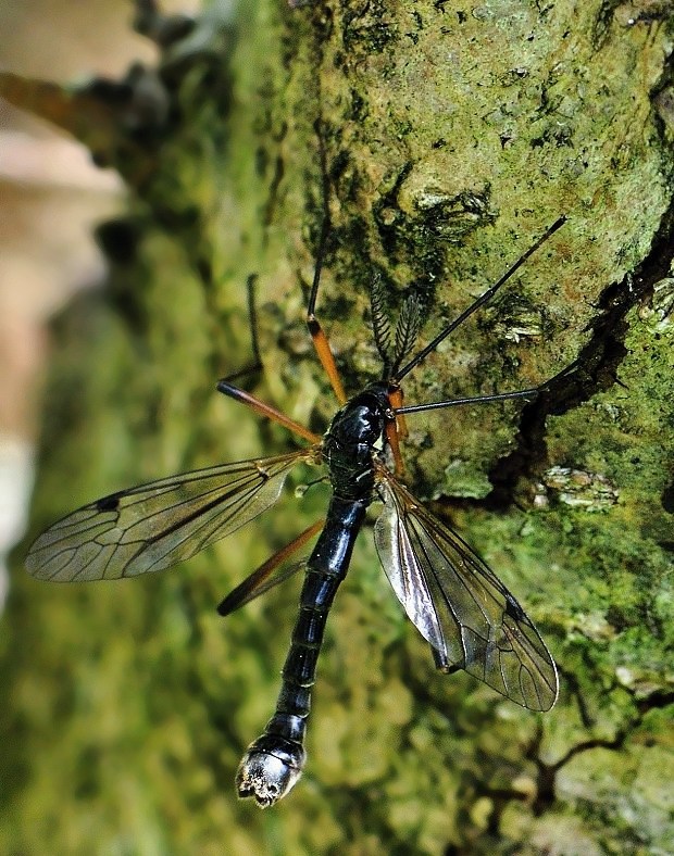 tipuľa Tanyptera nigricornis