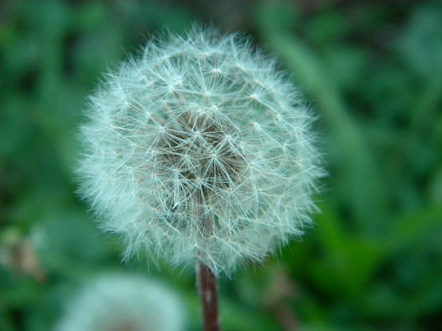 púpava lekárska Taraxacum officinale (L.) Weber ex F.H.Wigg