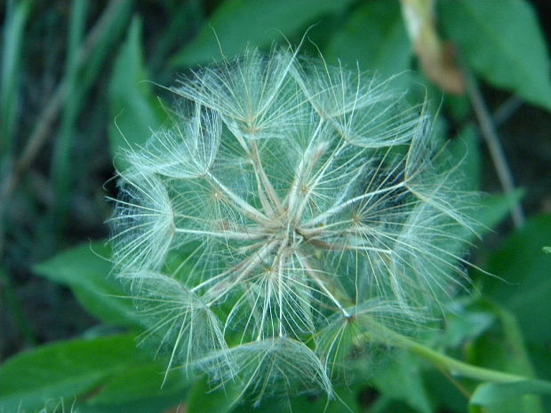 kozobrada východná Tragopogon orientalis L.