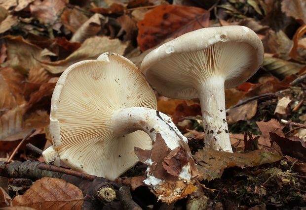 strmuľka inovaťová Clitocybe nebularis (Batsch) P. Kumm.