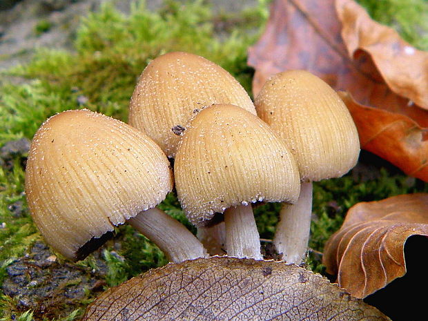 hnojník ligotavý Coprinellus micaceus (Bull.) Vilgalys, Hopple & Jacq. Johnson