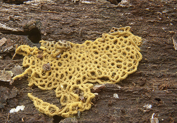 slizovka Hemitrichia serpula (Scop.) Rostaf.