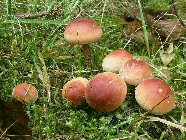 strapcovka tehlovočervená Hypholoma lateritium (Schaeff.) P. Kumm.